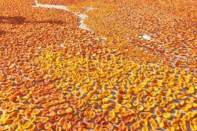  Malatya&rsquo;da kayısı &uuml;retimi 5 Bin tonun altına d&uuml;şebilir