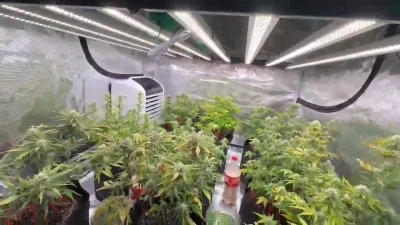 İklimlendirme sistemi ile evini kenevir tarlasına &ccedil;evirdi
