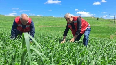 İl Tarım ve Orman M&uuml;d&uuml;rl&uuml;ğ&uuml; uyardı: &lsquo;Hububatta pas hastalığına dikkat&rsquo;
