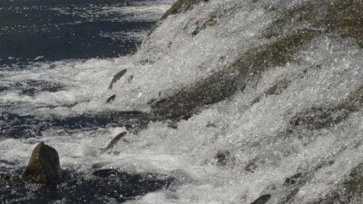 İnci kefalinin yumurta bırakmak i&ccedil;in 23 kilometrelik ser&uuml;veni