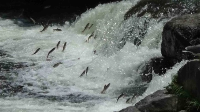İnci kefalinin zorlu g&ouml;&ccedil;&uuml; devam ediyor
