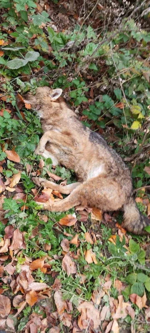 İneg&ouml;l&rsquo;de 3 kurt avcılar tarafından &ouml;ld&uuml;r&uuml;ld&uuml;
