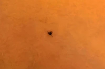 İneg&ouml;l'de kene alarmı