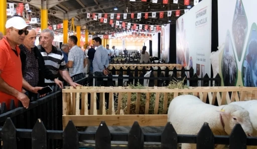 İneg&ouml;l&rsquo;de K&uuml;&ccedil;&uuml;kbaş Hayvancılık Festivali başladı