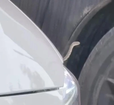 İneg&ouml;l sokaklarında yılan korkusu! 