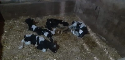 İnek 5 buzağı doğurdu