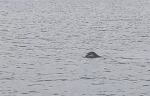 Nesli t&uuml;kenmekte olan Akdeniz foku g&ouml;r&uuml;nt&uuml;lendi