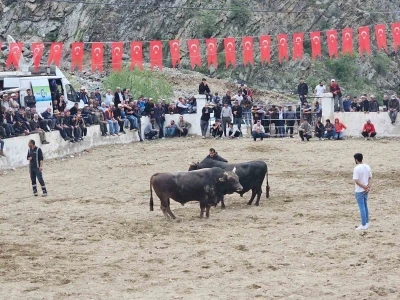 Boğalar sahada sahipleri saha dışında birbirine girdi