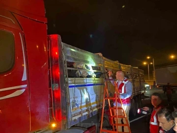 İstanbul&rsquo;a kurbanlık hayvan girişleri başladı
