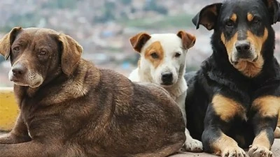 İstanbul'da sokak k&ouml;peklerini beslemek yasaklandı