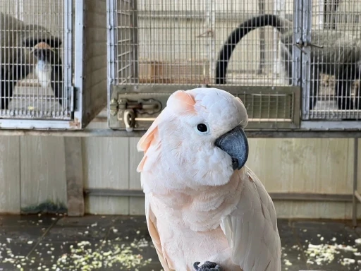İstanbul Havalimanı&rsquo;nda bulunan yavru gorilin ş&uuml;pheli ka&ccedil;ak&ccedil;ısına Tayland&rsquo;da baskın
