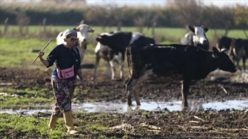 İstanbul'daki işini bırakan psikolog Balıkesir'de s&uuml;t &ccedil;iftliği kurdu