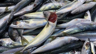 İstavrit ve mezgitte dikkat edilmesi gereken p&uuml;f noktaları 