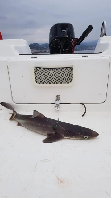 İstavrite niyet etti k&ouml;pekbalığı yakaladı
