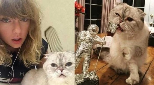 İşte d&uuml;nyanın en zengin kedisi