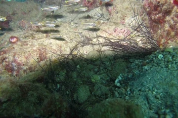 İstilacı dikenli zehirli deniz kestanesi pop&uuml;lasyonunda toplu &ouml;l&uuml;mler yaşanıyor
