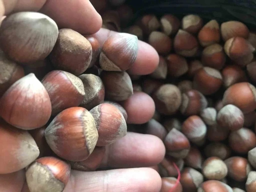 İtalya ve ABD&rsquo;nin fındığı az olunca piyasanın patronu T&uuml;rkiye oldu