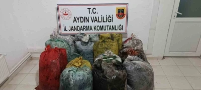 İzinsiz zeytin toplayan 11 ş&uuml;pheli yakalandı
