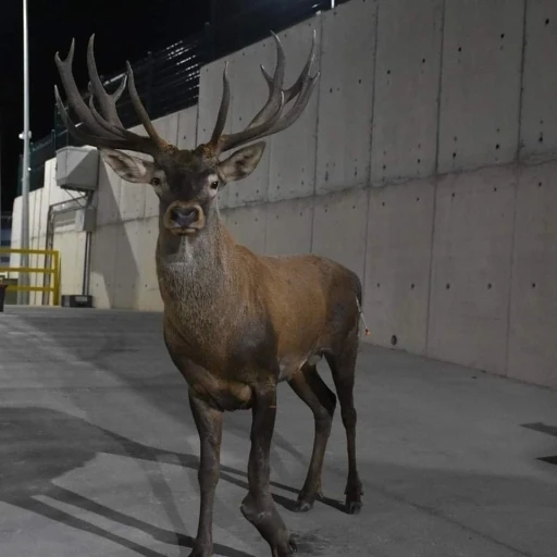 İzmir&rsquo;de bulunan geyikle ilgili Bakan Yumaklı&rsquo;dan a&ccedil;ıklama
