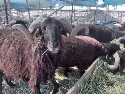 İzmir&rsquo;de canlı hayvan pazarlarında kurban hareketliliği
