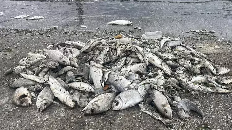 'İzmir K&ouml;rfezi'nde yeniden balık &ouml;l&uuml;mleri olacak'
