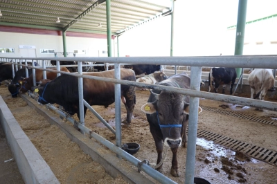 İzmit Belediyesi Modern Hayvan Pazarı'na Yoğun İlgi