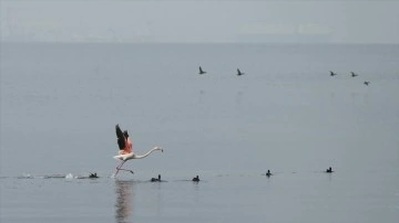 İzmit K&ouml;rfezi g&ouml;&ccedil;men kuşlara ev sahipliği yapıyor