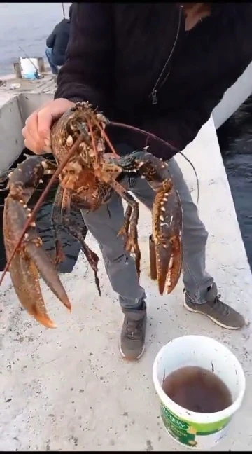 İzmit K&ouml;rfezi&rsquo;nde oltaya 3 kiloluk ıstakoz takıldı: Yeniden denize bırakıldı
