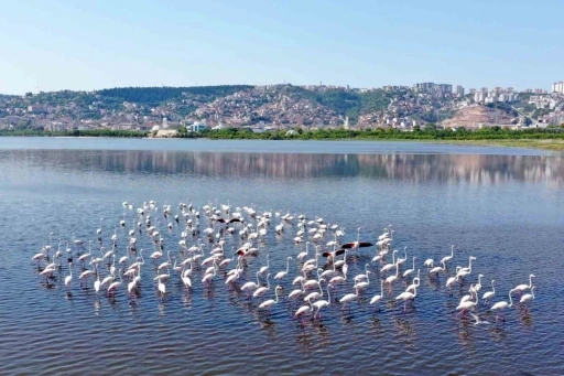 İzmit K&ouml;rfezi&rsquo;ndeki flamingo sayısında artış g&ouml;zlendi