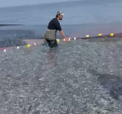 İznik G&ouml;l&uuml;'nde tek seferde 21 ton g&uuml;m&uuml;ş balığı yakalandı