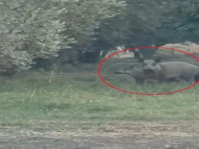 İznik G&ouml;l&uuml; sahil yoluna inen yaban domuzu s&uuml;r&uuml;s&uuml;