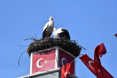 İznik leyleklerine kavuştu