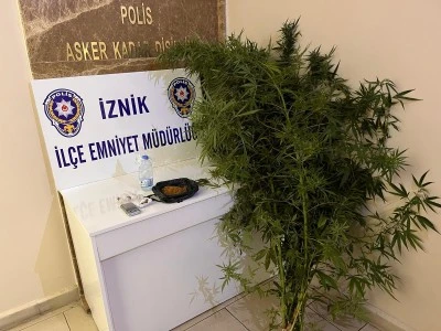 İznik'te hint keneviri yetiştirenler tutuklandı