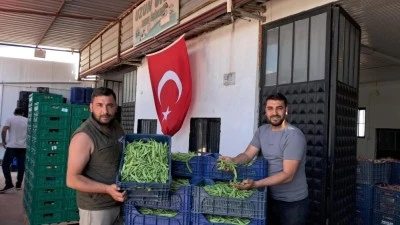 İznik, Nazende fasulyesinde ilk hasat başladı