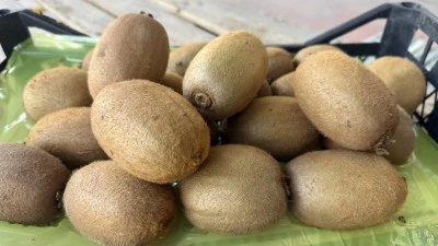 İznik'te yetiştirilen kiviler Avrupa sofralarına gidiyor! 