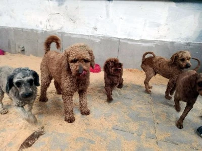 Jandarma, Poodle ve Toy Poodle cinsi toplam 88 k&ouml;peği kurtardı