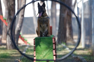 Jandarmanın Hassas Burunlu K&ouml;peklerinin Kondisyonu Antrenmanlarla Korunuyor
