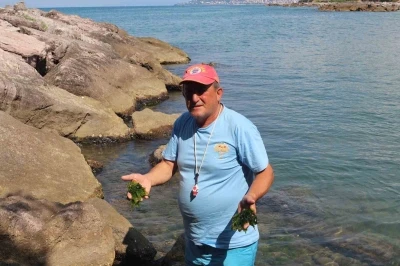 Japonların peşine d&uuml;şt&uuml;ğ&uuml; şifalı yosun Giresun&rsquo;da