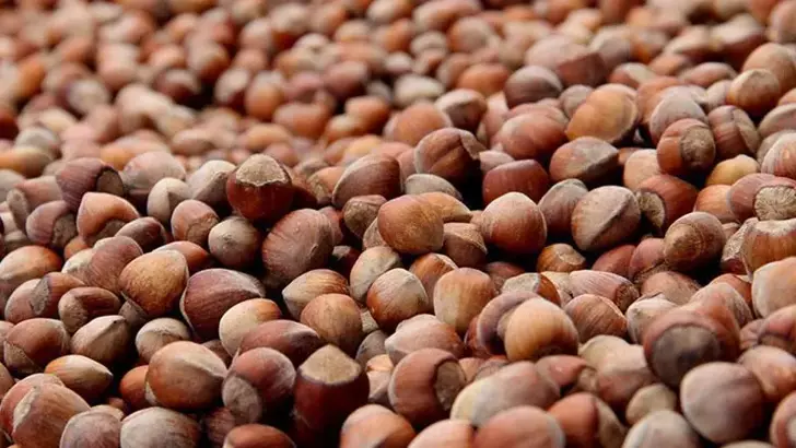 Kabuklu fındık alım fiyatları belirlendi