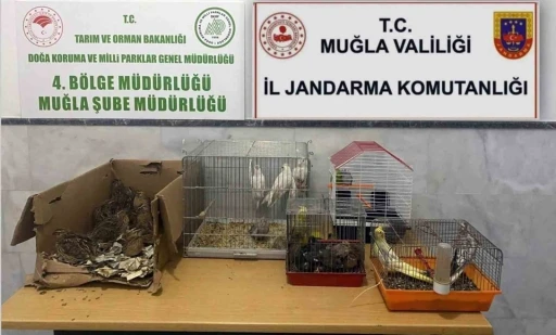 Ka&ccedil;ak ırk hayvan satıcılarına 77 bin 500 TL ceza
