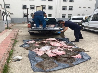 Ka&ccedil;ak olarak avlanan 6 ton kalkan balığı ele ge&ccedil;irildi