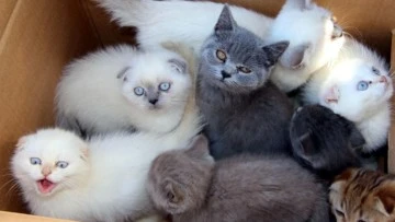 Ka&ccedil;ak olarak &uuml;lkeye sokulan 371 canlı hayvan HAYTAP işbirliğiyle korumaya alındı