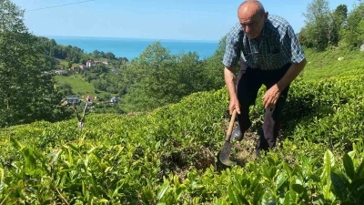 Kafkas engereği &ccedil;ay &uuml;reticisinin korkulu r&uuml;yası oldu
