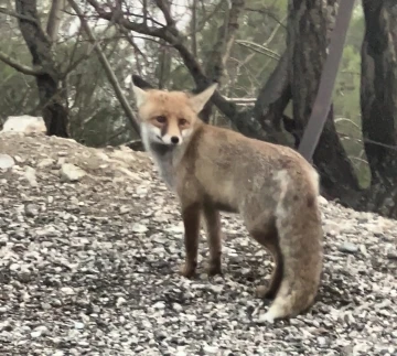 Kahramanmaraş&rsquo;ta tilki kameralara yakalandı
