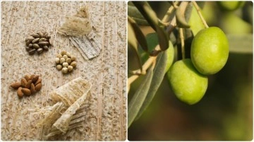 Kahramanmaraş tarhanası ve Edremit K&ouml;rfezi yeşil &ccedil;izik zeytinine AB tescili