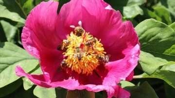 Kahramanmaraş'ta şakayık ve yabani orkideler &ccedil;i&ccedil;ek a&ccedil;tı