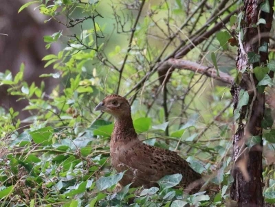 Kahverengi kokarcaya karşı s&uuml;l&uuml;n
