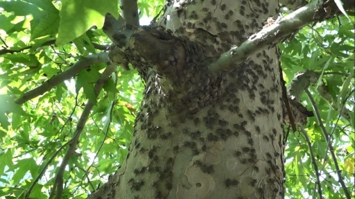 Kahverengi kokarcaya karşı topyekun kışlak m&uuml;cadelesi
