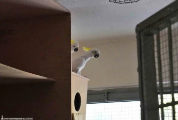 Kakadu papağanı ailesinin 15 yıl sonra ilk yavrusu d&uuml;nyaya geldi
