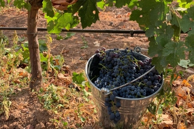 Kalecik Karası G&uuml;zelliğe Mayalandı